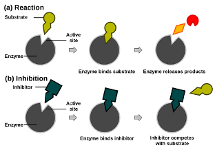 Zsírolvasztó enzimdiéta - Zsírégető enzimek
